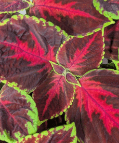 Coleus Mezmerize Chocolate