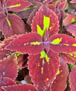 Coleus Saturn
