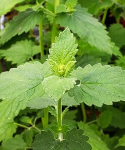 Cataire (catnip)