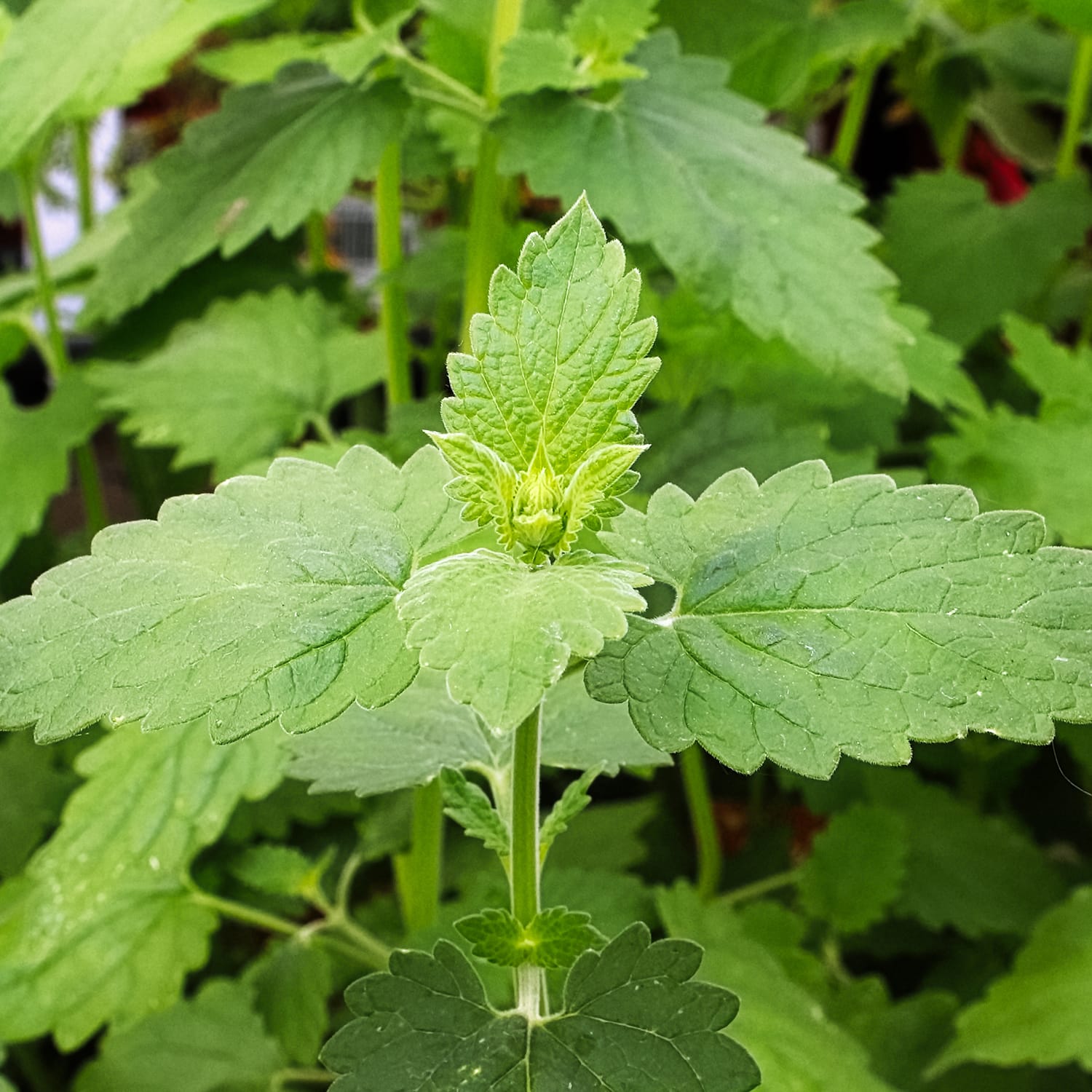 Catnip_1500x1500