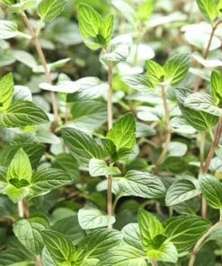 Menthe Chocolate