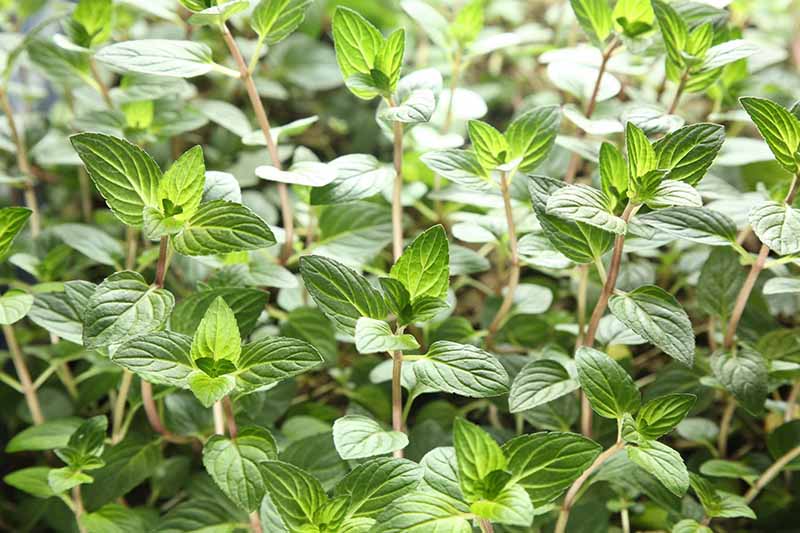 Chocolate-Mint-Growing-in-the-Garden