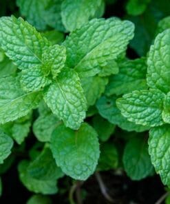 Menthe Peppermint