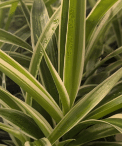Araignée Variegatum