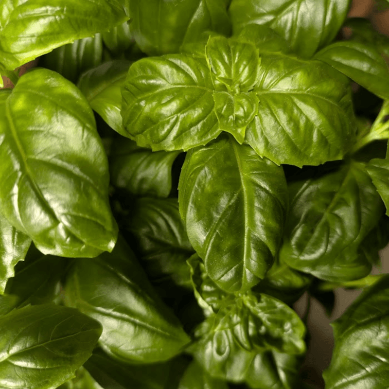 basil