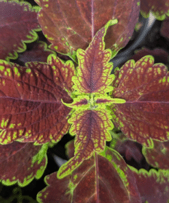 Coleus Bethy