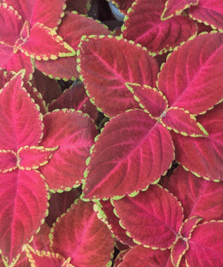Coleus Chocolate Covered Cherry