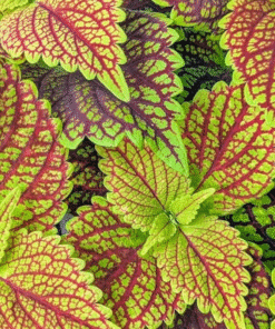 Coleus Coleosaurus