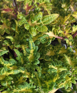 Coleus Tickle Pickle