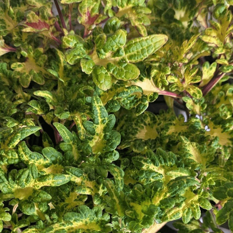coleus-tickle-pickle