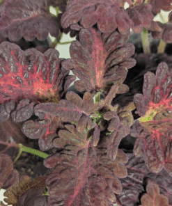 Coleus Black Dragon