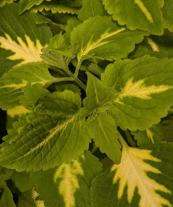 Coleus Kong Jr. Green Halo