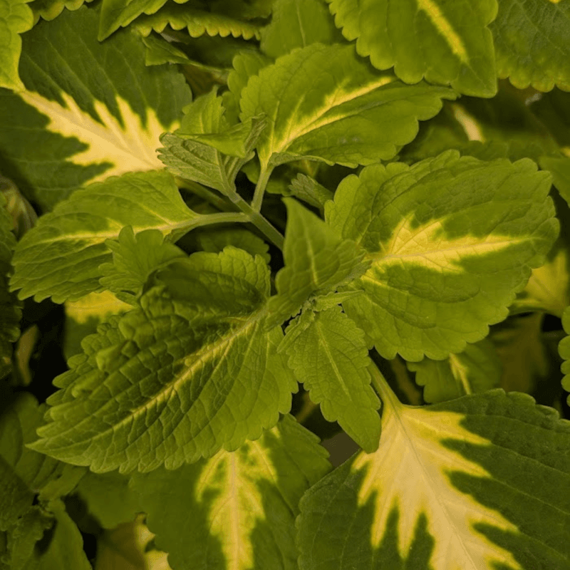greenhalo1