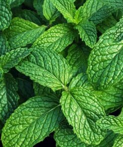 Menthe Spearmint