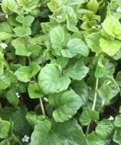 Menthe Indienne