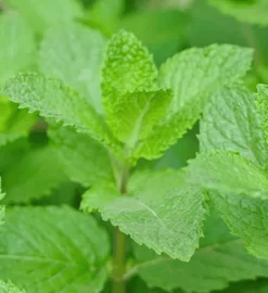 Menthe Kentucky Colonel