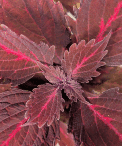 Coleus Kingswood Torch