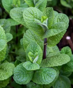 Menthe Mojito