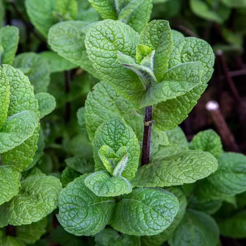 menthe-mojito