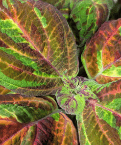 Coleus Rainbow Multicolor
