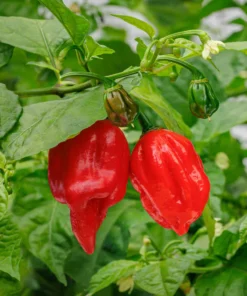 Carolina Reaper