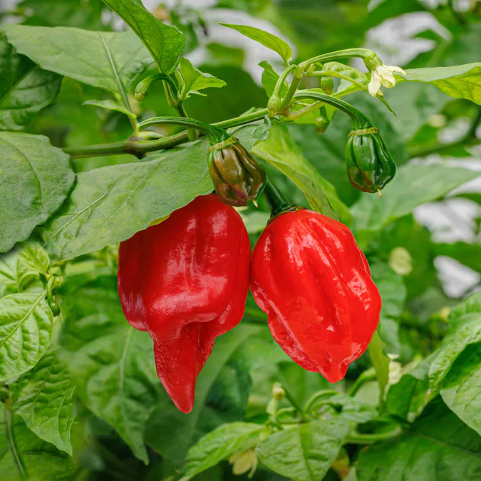pepper-carolina-reaper-shk-3