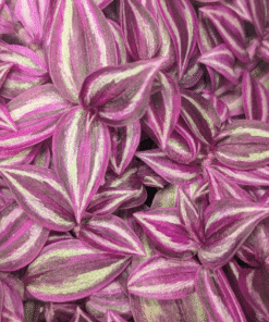 Zebrina Pink Paradise