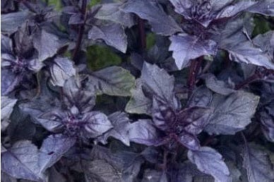 purplebasil5