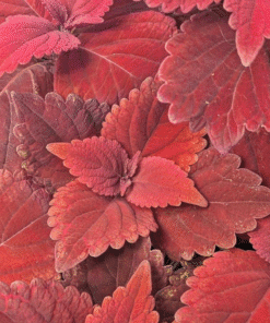 Coleus Red Velvet