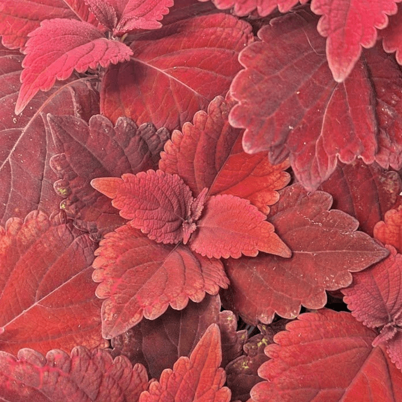 red-velvet
