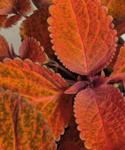 Coleus Sunset