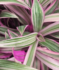 Spathacea (Moïse-au-berceau)