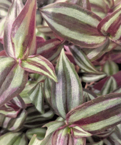 Zebrina Silver Smudge