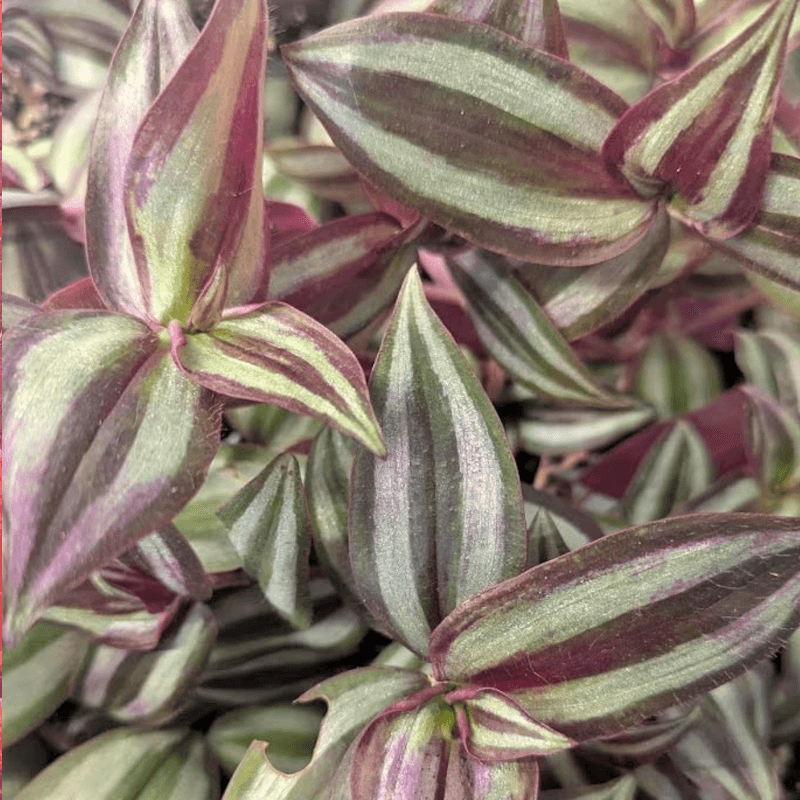zebrina-multicolor